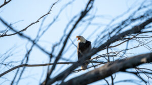 Help OC Water District Name Two Bald Eagles That Call Prado Wetlands Home