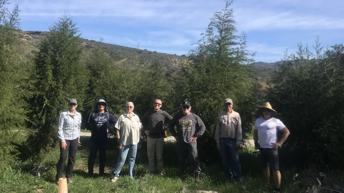 April 9: Tecate Cypress & Coastal Live Oaks Stewardship Day In Fremont Canyon