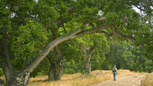 October 30: California Native Oak Day Nature Hike in Weir Canyon