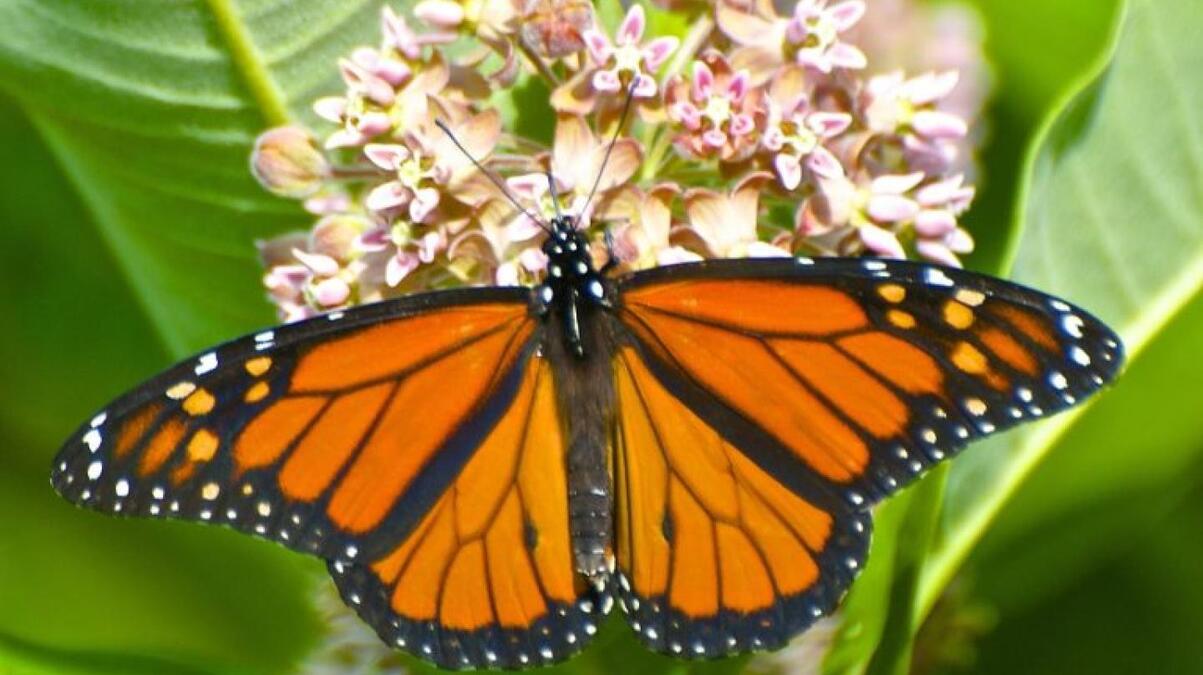 Group Stewardship Limestone Canyon Butterfly Habitat Islands