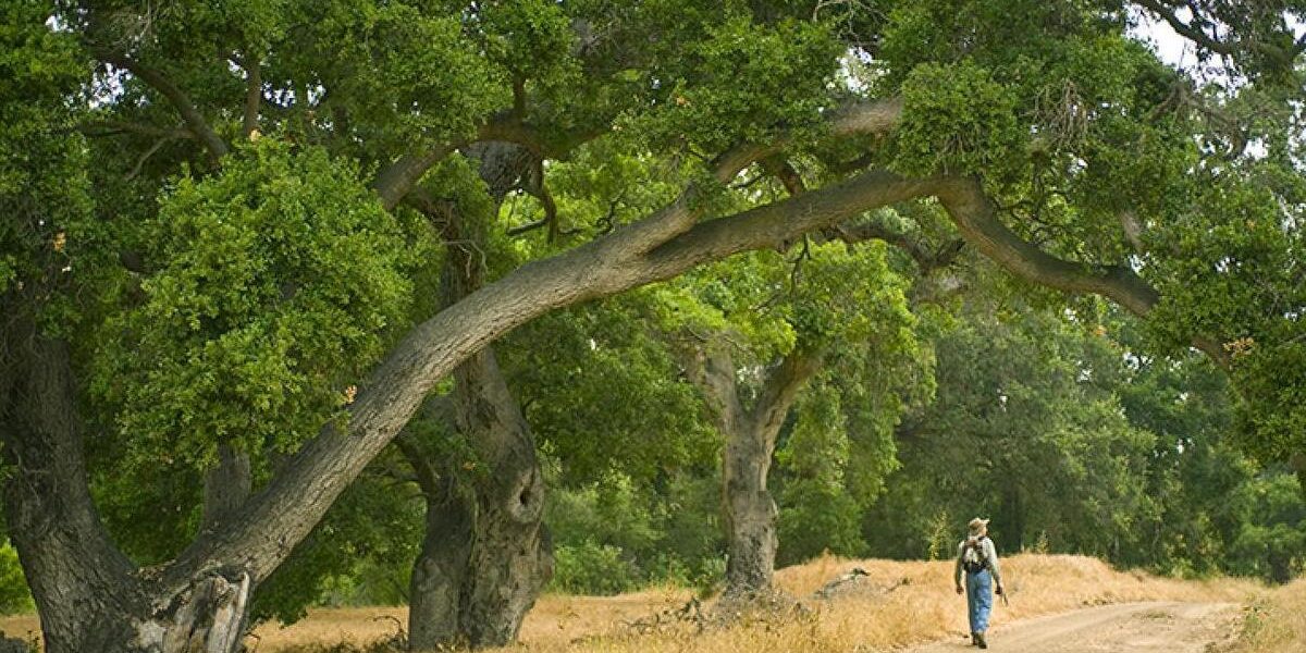 Hiker and an Oak Tree (1) (1)