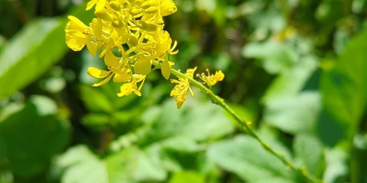 Mustard-NE-Hillside-square-1536x1536_0 (1)
