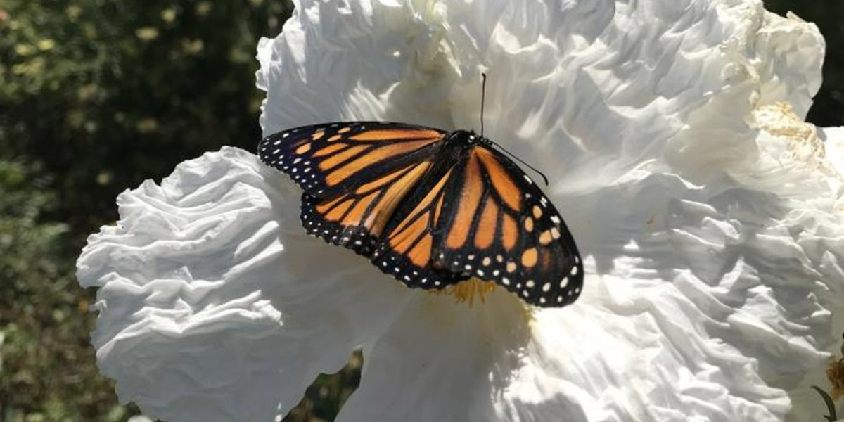 limestone butterflies