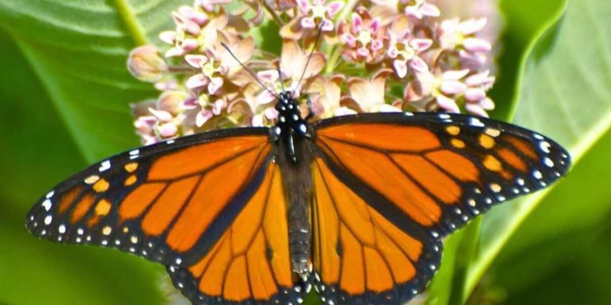 monarch-butterfly-on-milkweed-flowers-768x615 (1)
